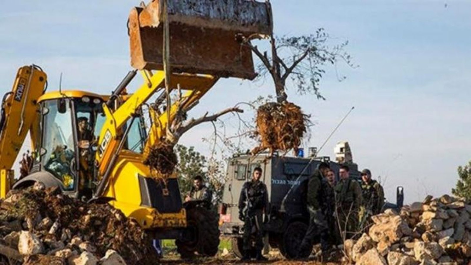 الاحتلال يقتلع مئات أشجار الزيتون ويجرف عشرات الدونمات في واد الحمص شرق بيت لحم